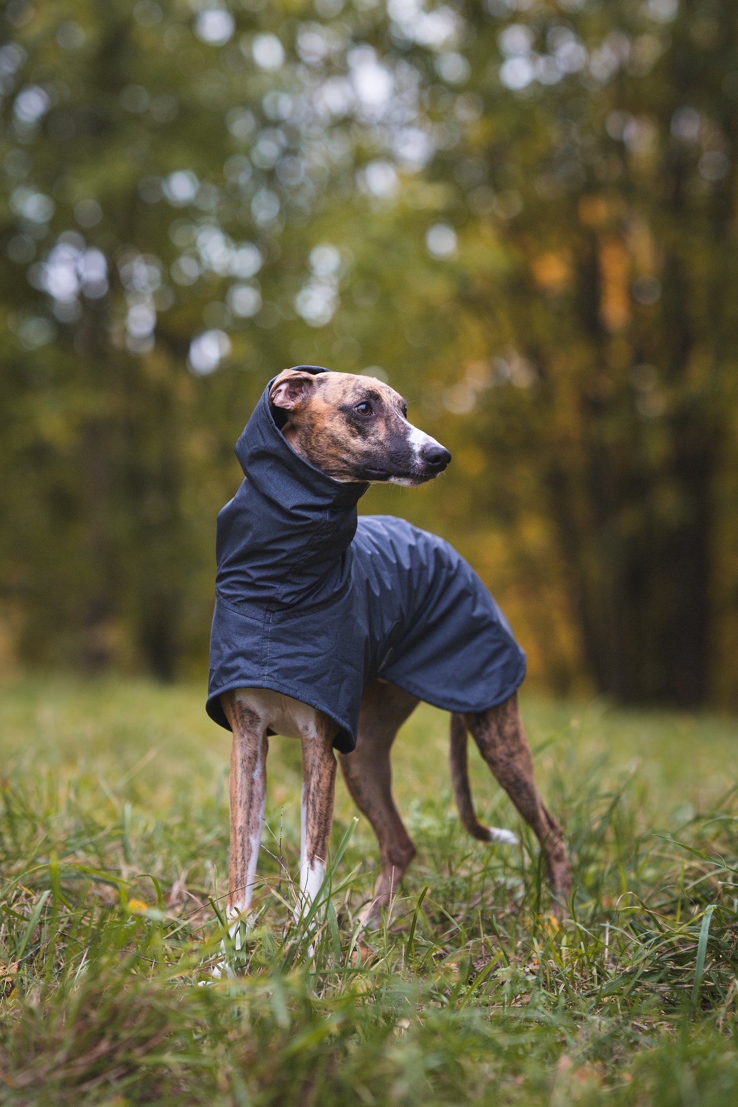 Sofa Dog Wear Michael Snow - Talvitakki