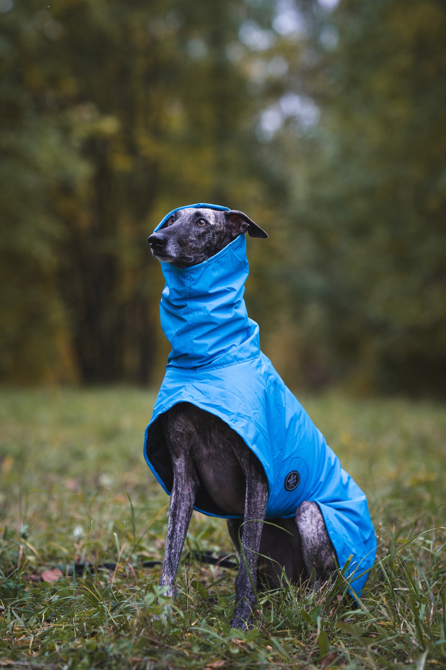 Sofa Dog Wear Michael Snow - Talvitakki
