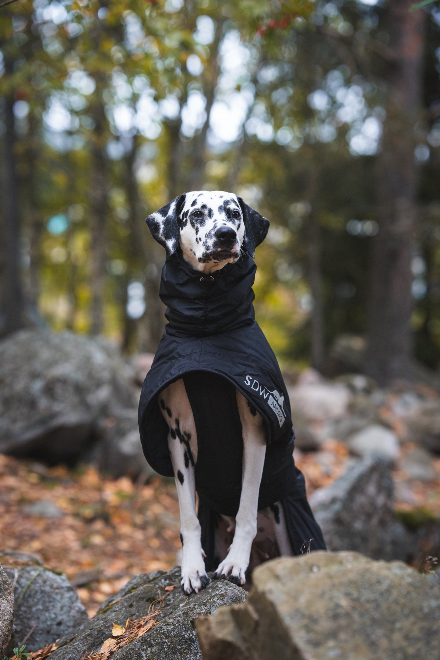 Sofa Dog Wear Anubis - Talvitakki