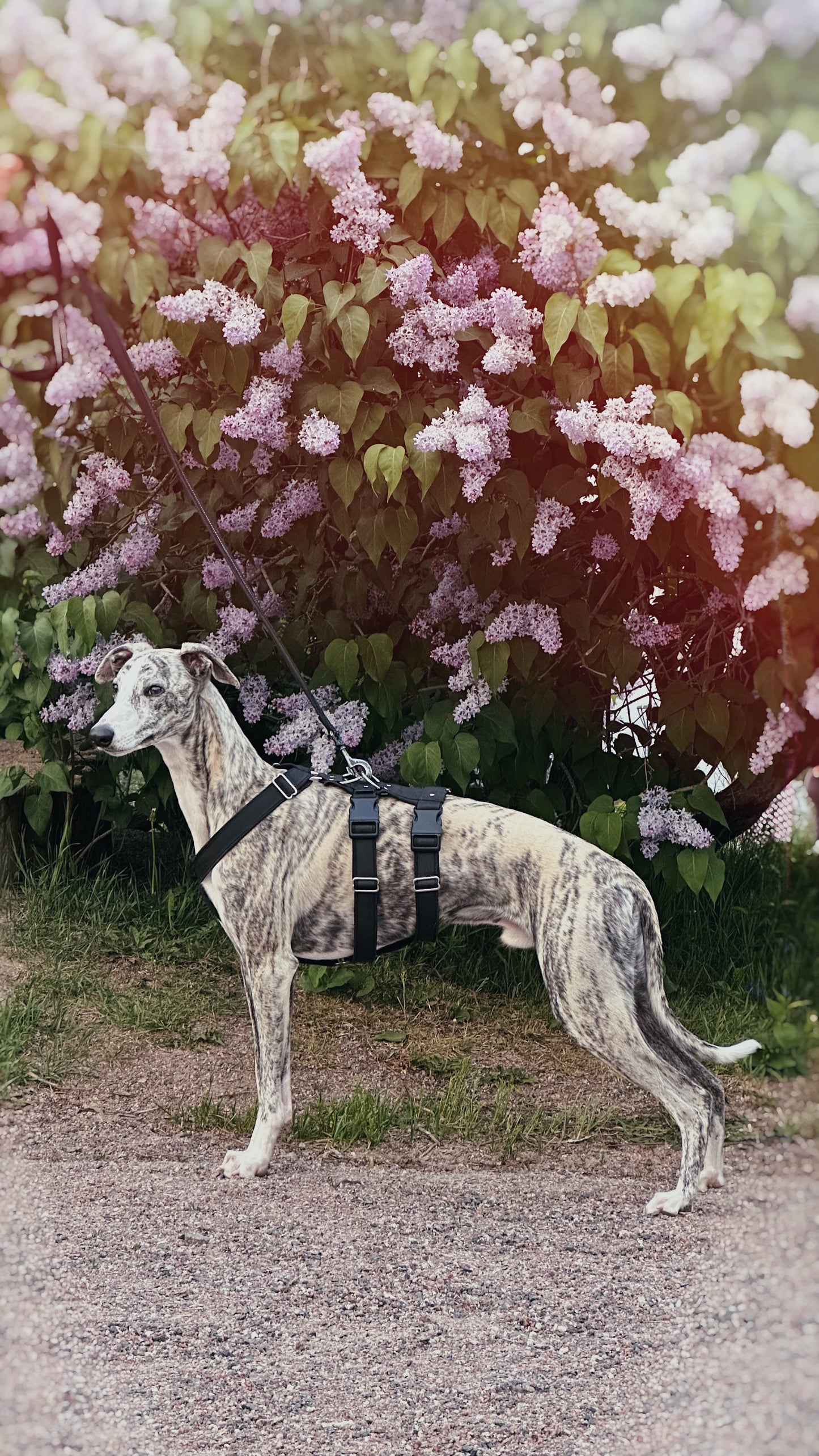 Mundo Galgo valjaat