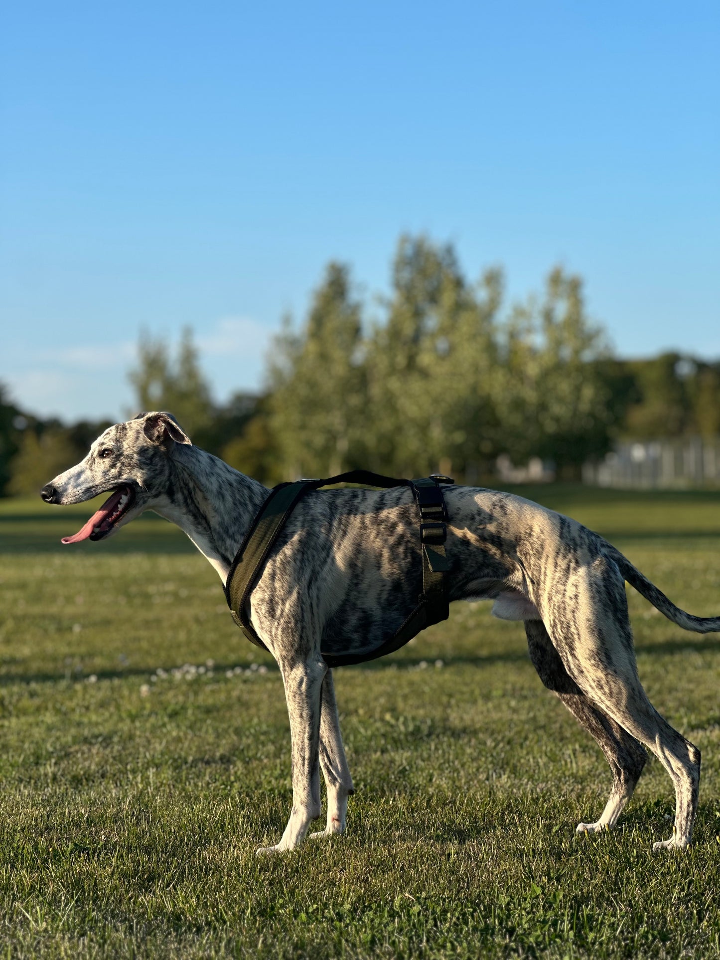 Sofa Dog Wear Y-Valjaat S2-L1