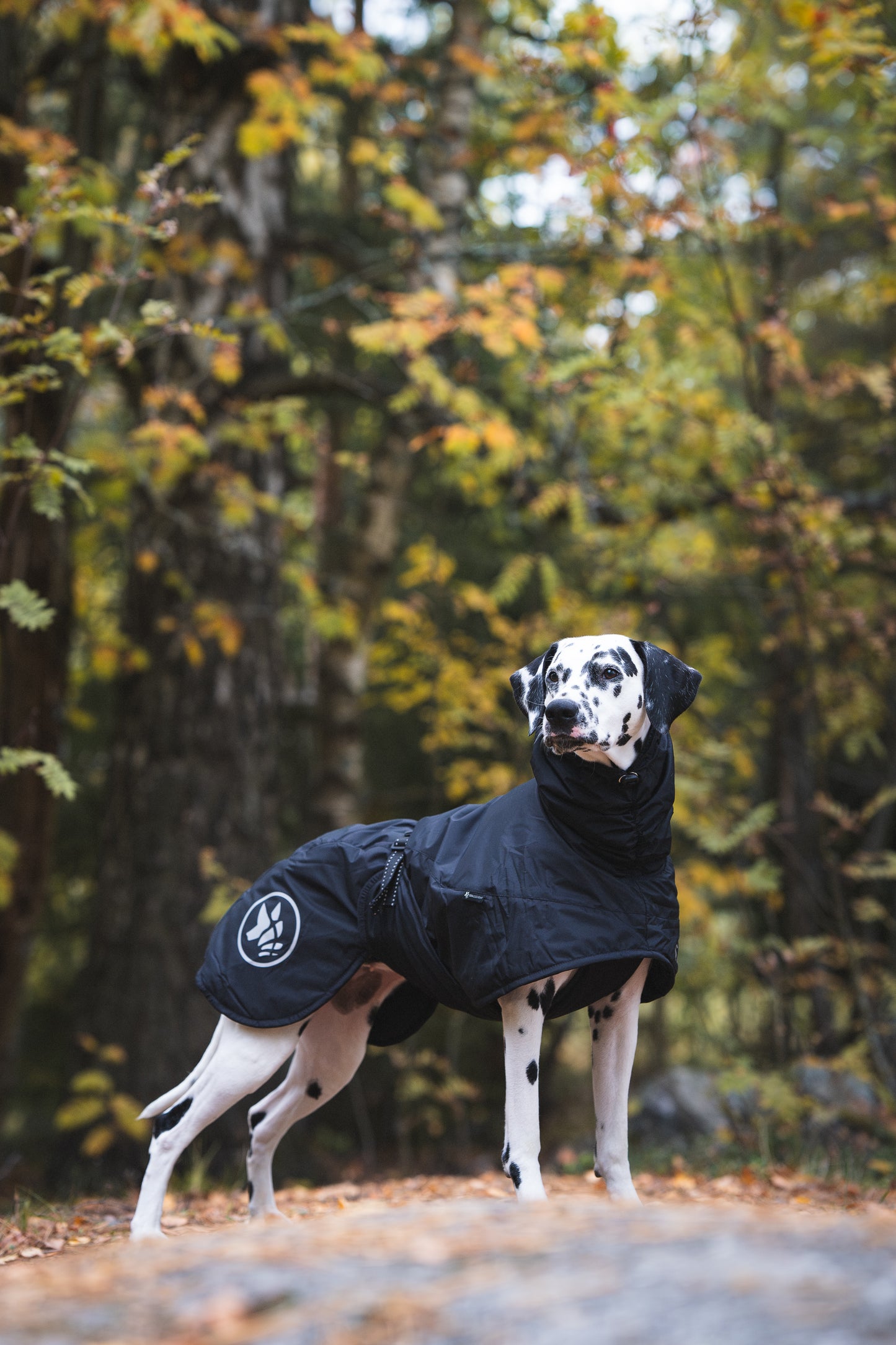 Sofa Dog Wear Anubis - Talvitakki