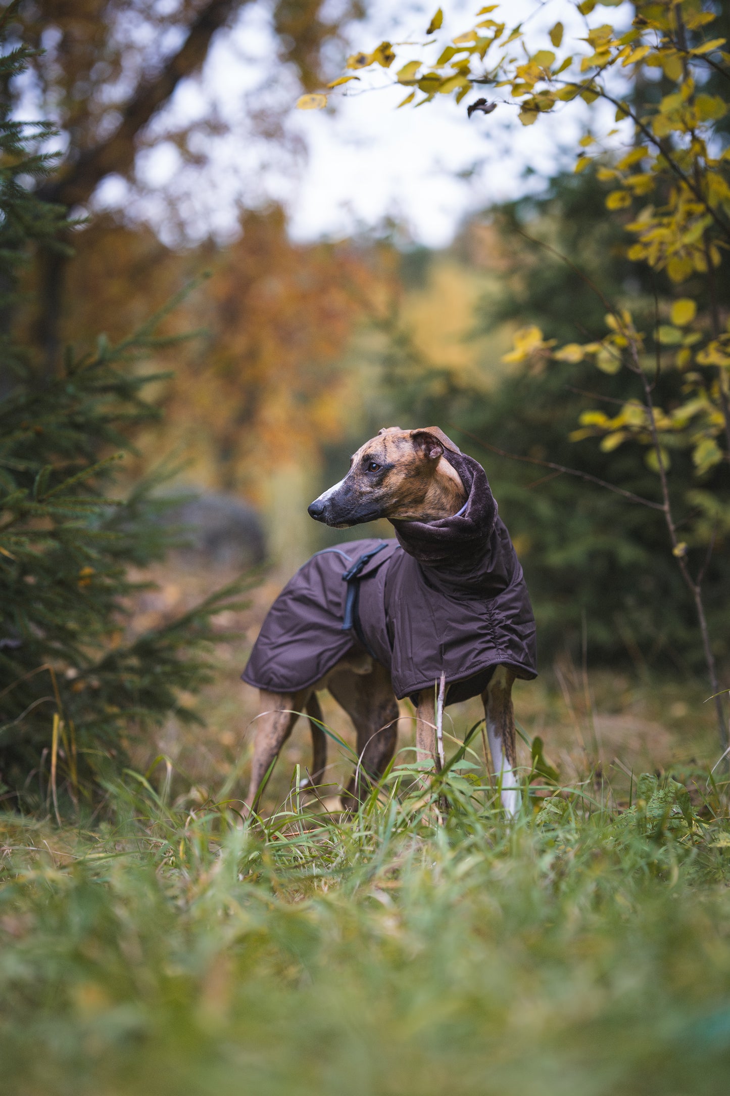 Sofa Dog Wear Elvis - Talvitakki