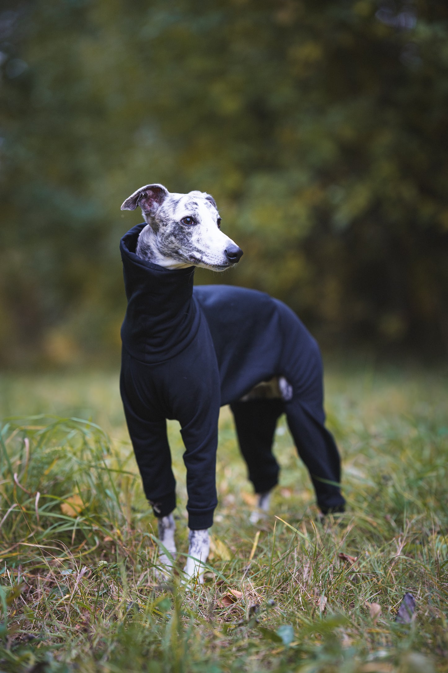 Mundo Galgo Lämpöhaalari
