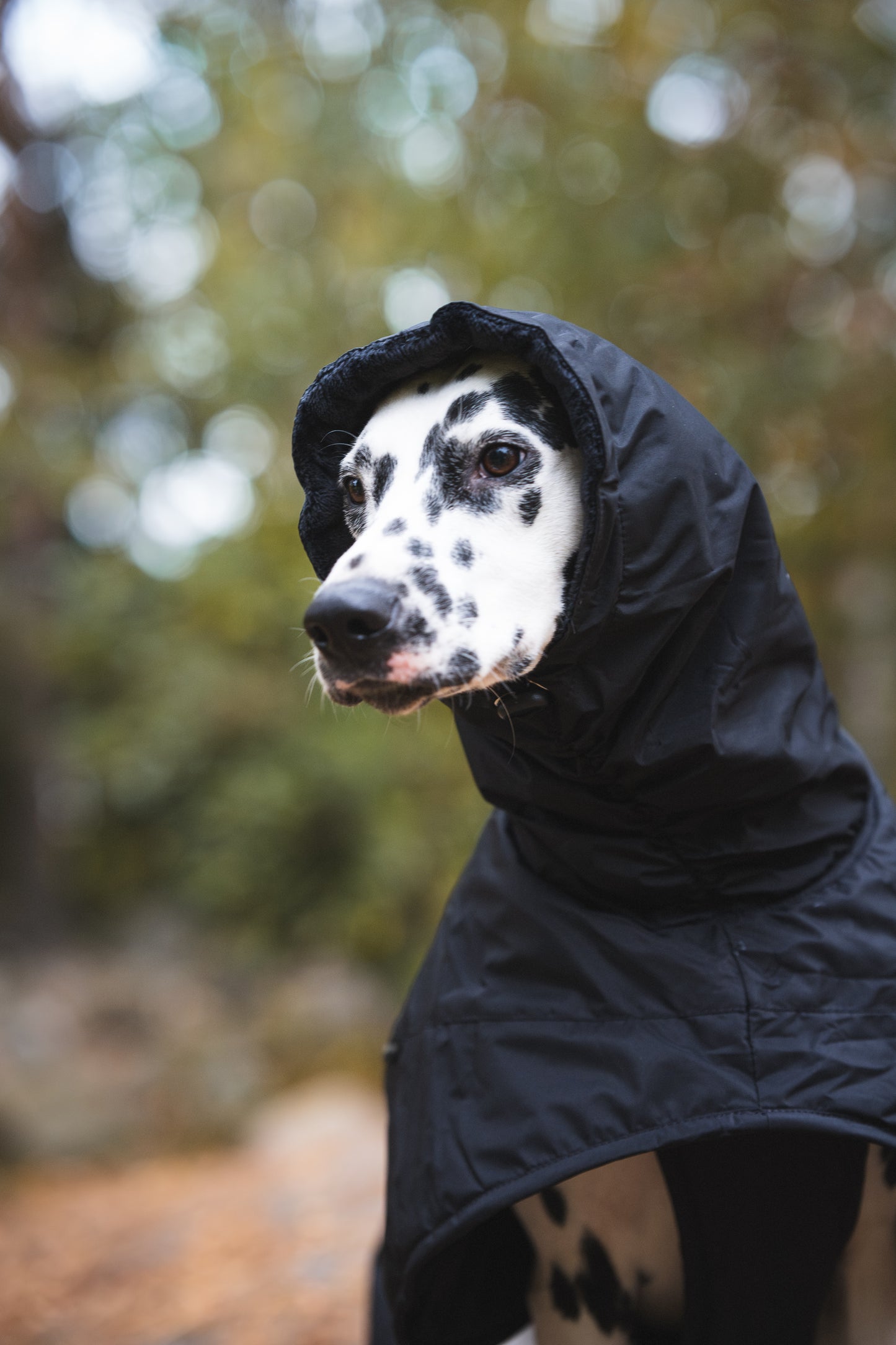 Sofa Dog Wear Anubis - Talvitakki