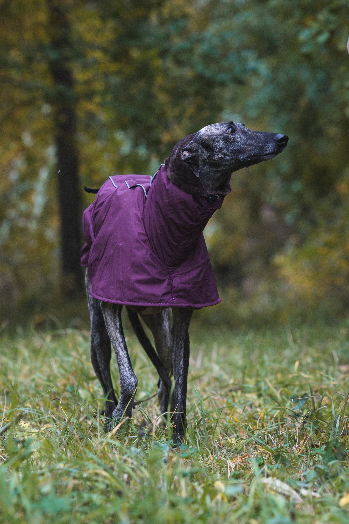 Sofa Dog Wear Elvis - Talvitakki