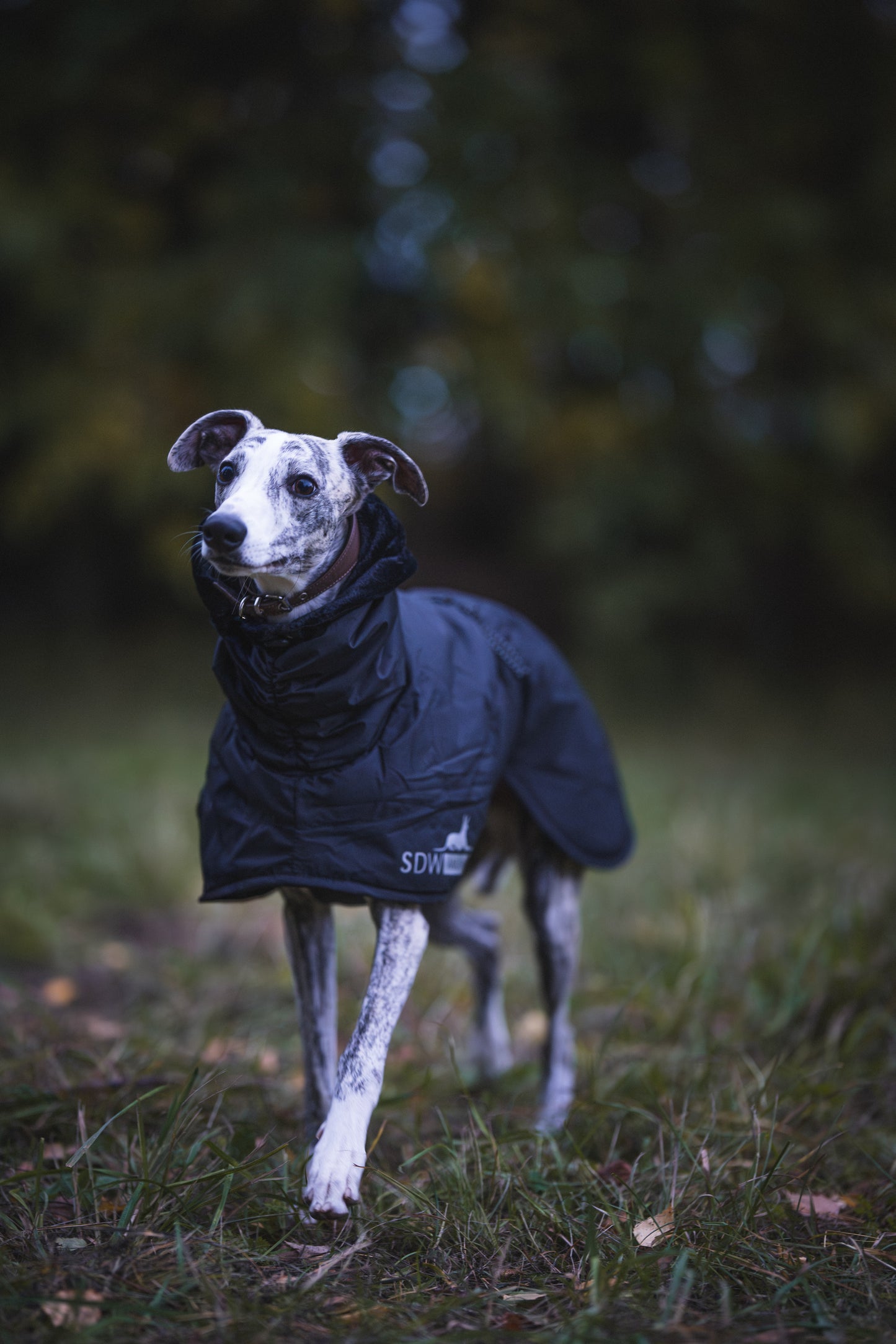 Sofa Dog Wear Anubis - Talvitakki