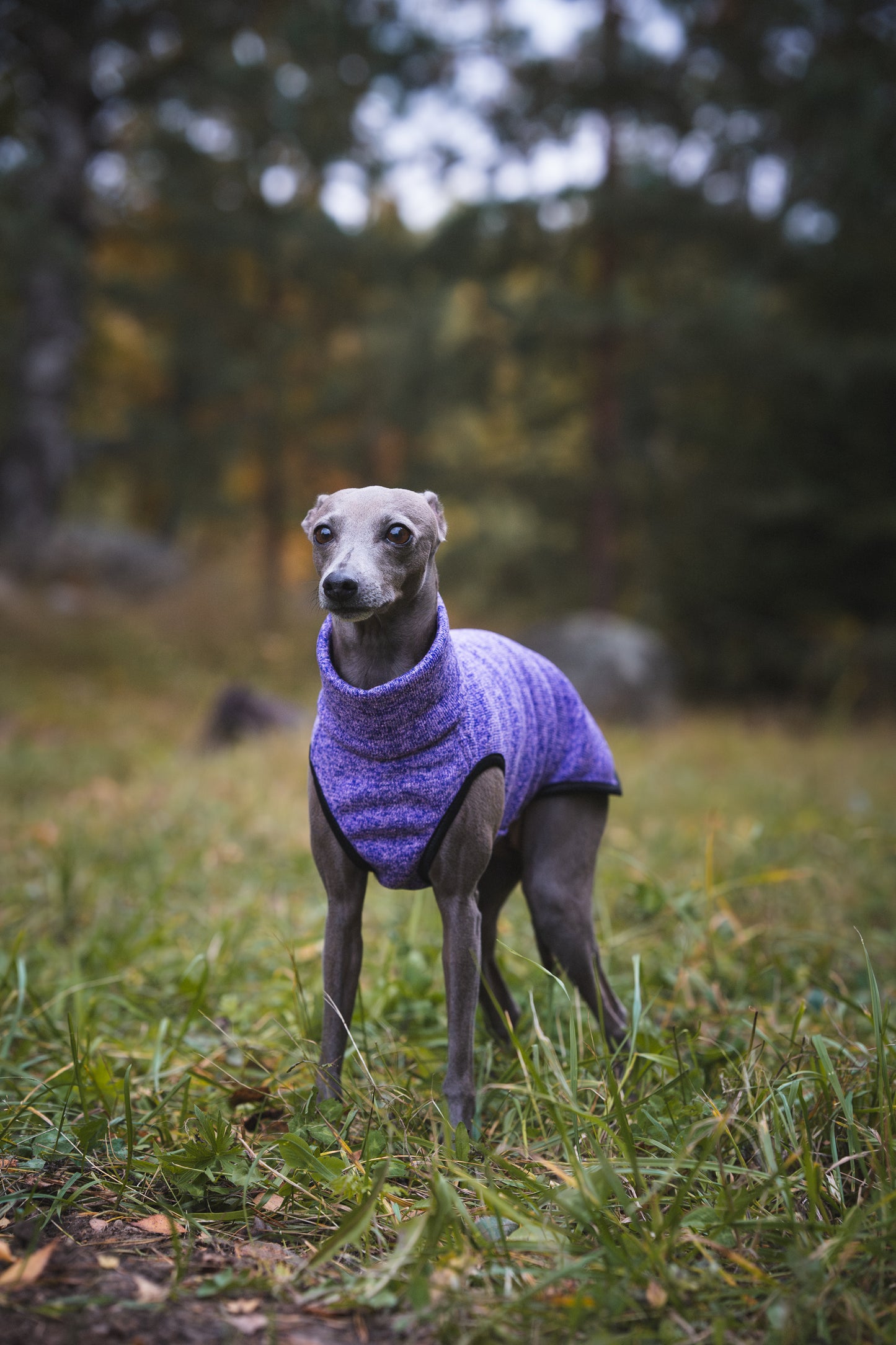 Sofa Dog Wear Hachico Jumper