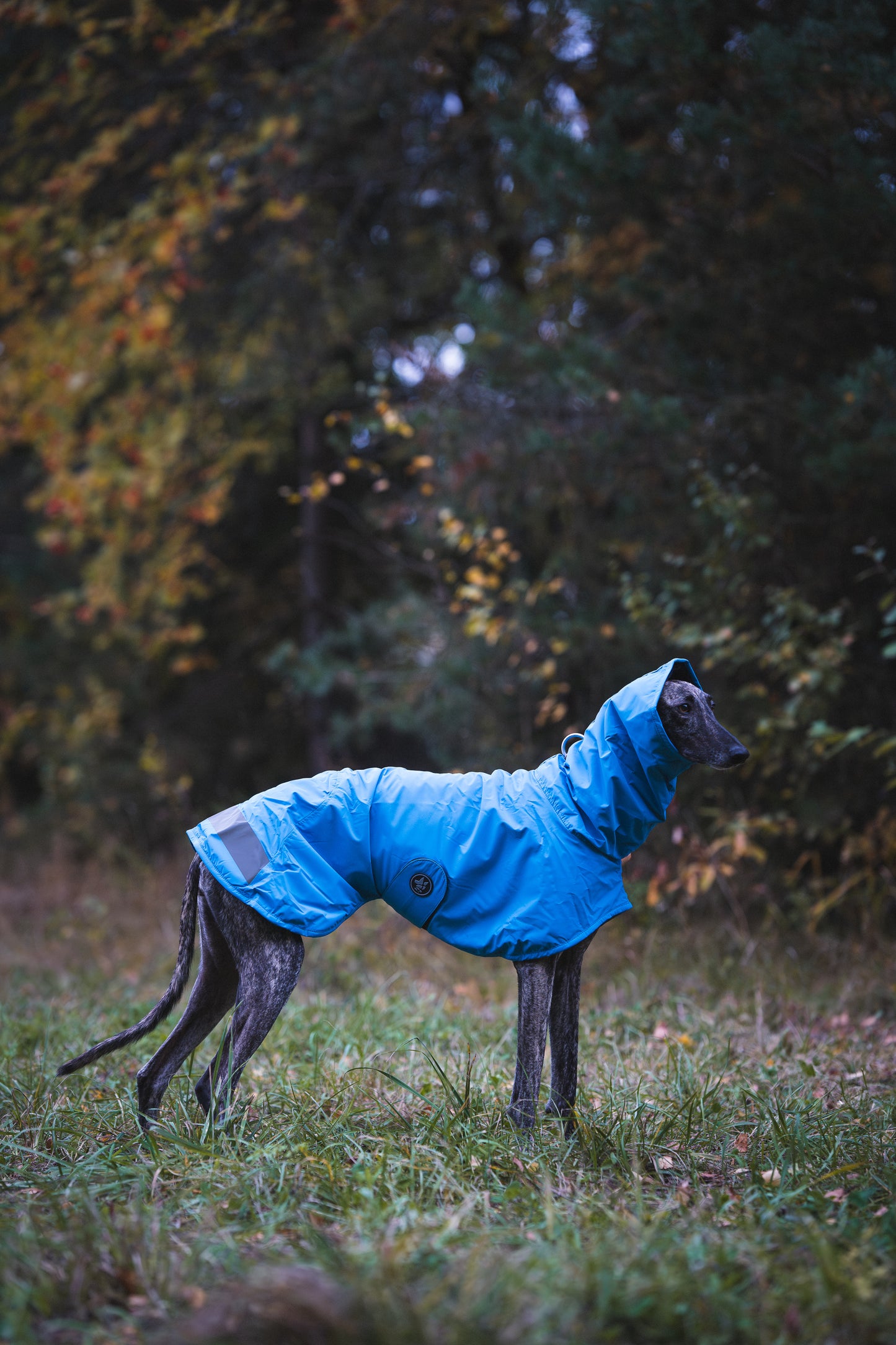 Sofa Dog Wear Michael Snow - Talvitakki