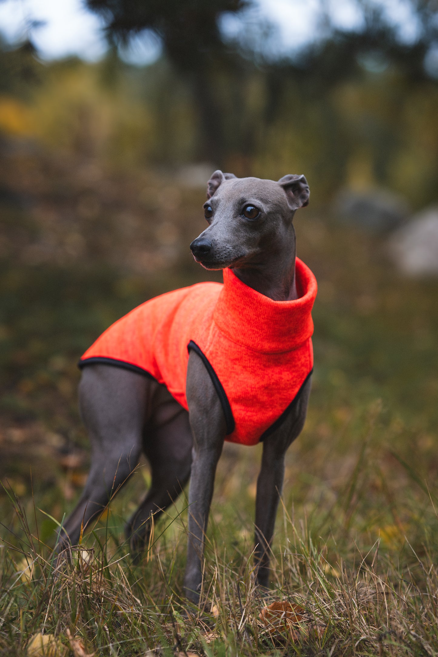Sofa Dog Wear Hachico Jumper