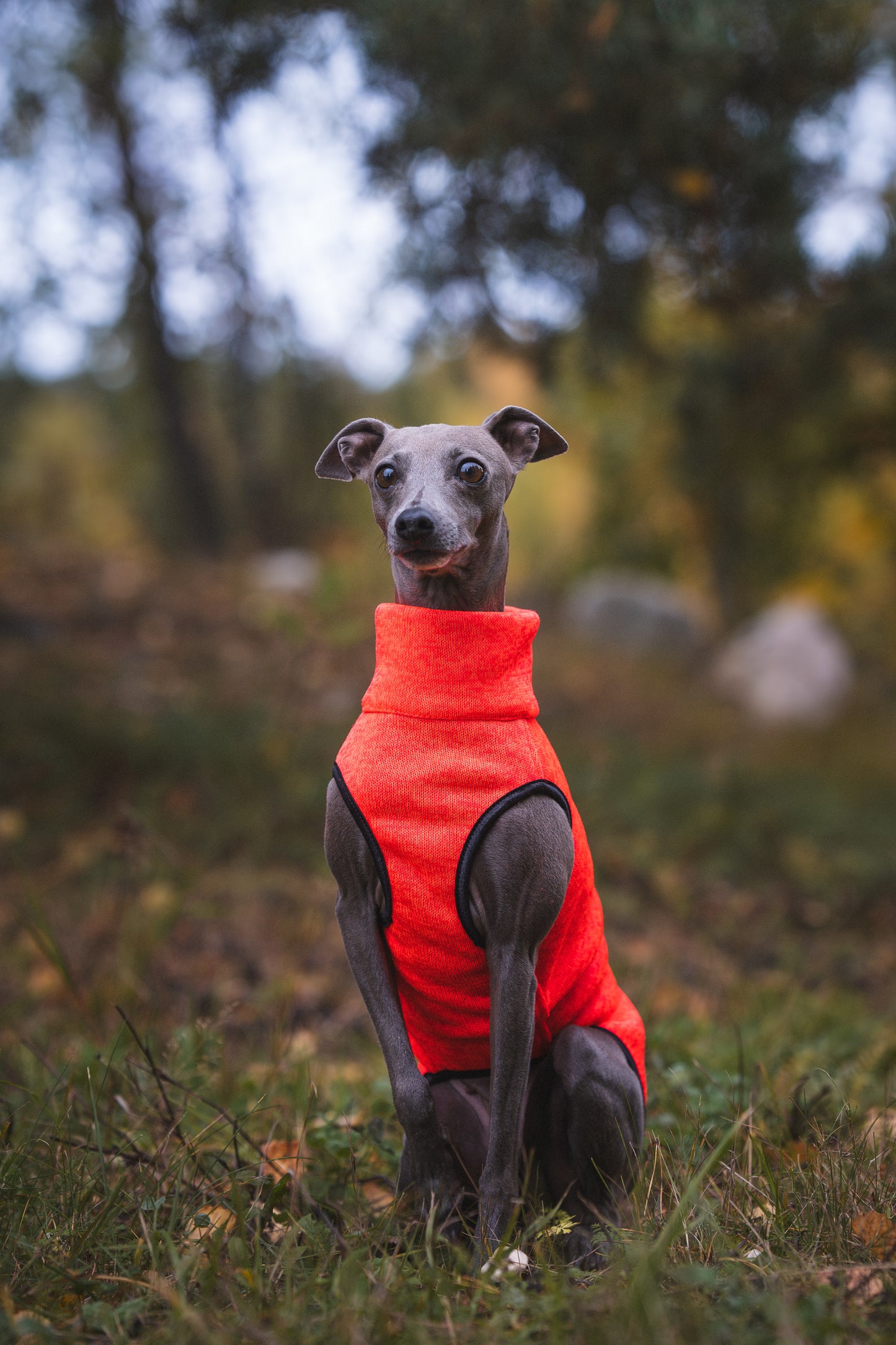 Sofa Dog Wear Hachico Jumper