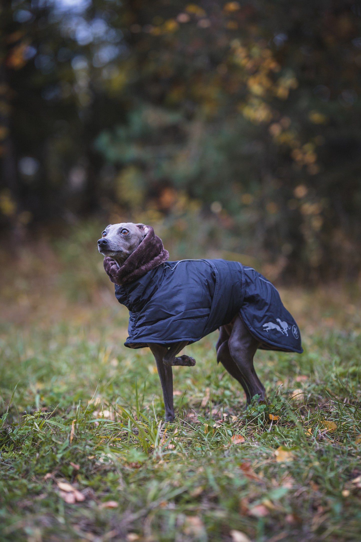 Sofa Dog Wear Elvis - Talvitakki