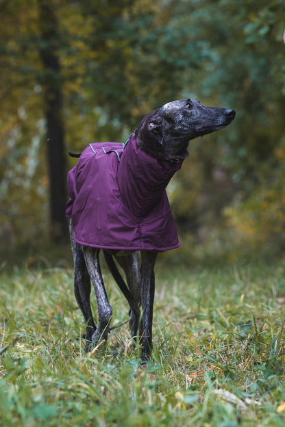 Sofa Dog Wear Elvis - Talvitakki